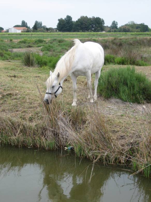 Suedfrankreich 2008