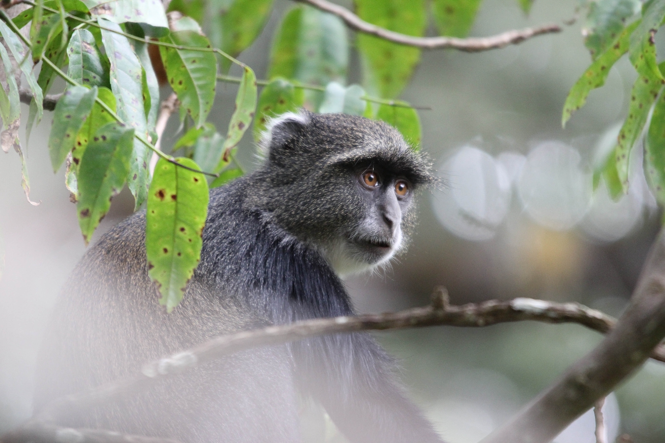 Arusha NP
