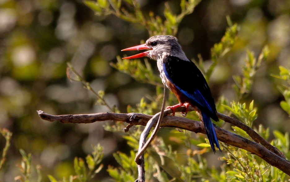 Lake Manyara NP