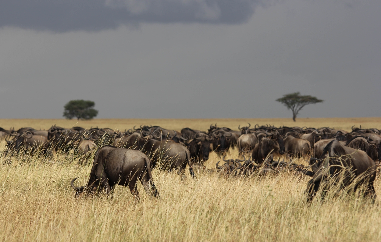 Serengeti NP