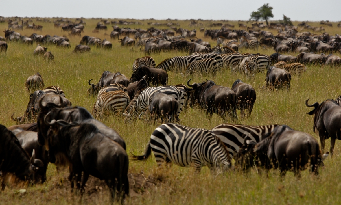 Serengeti NP