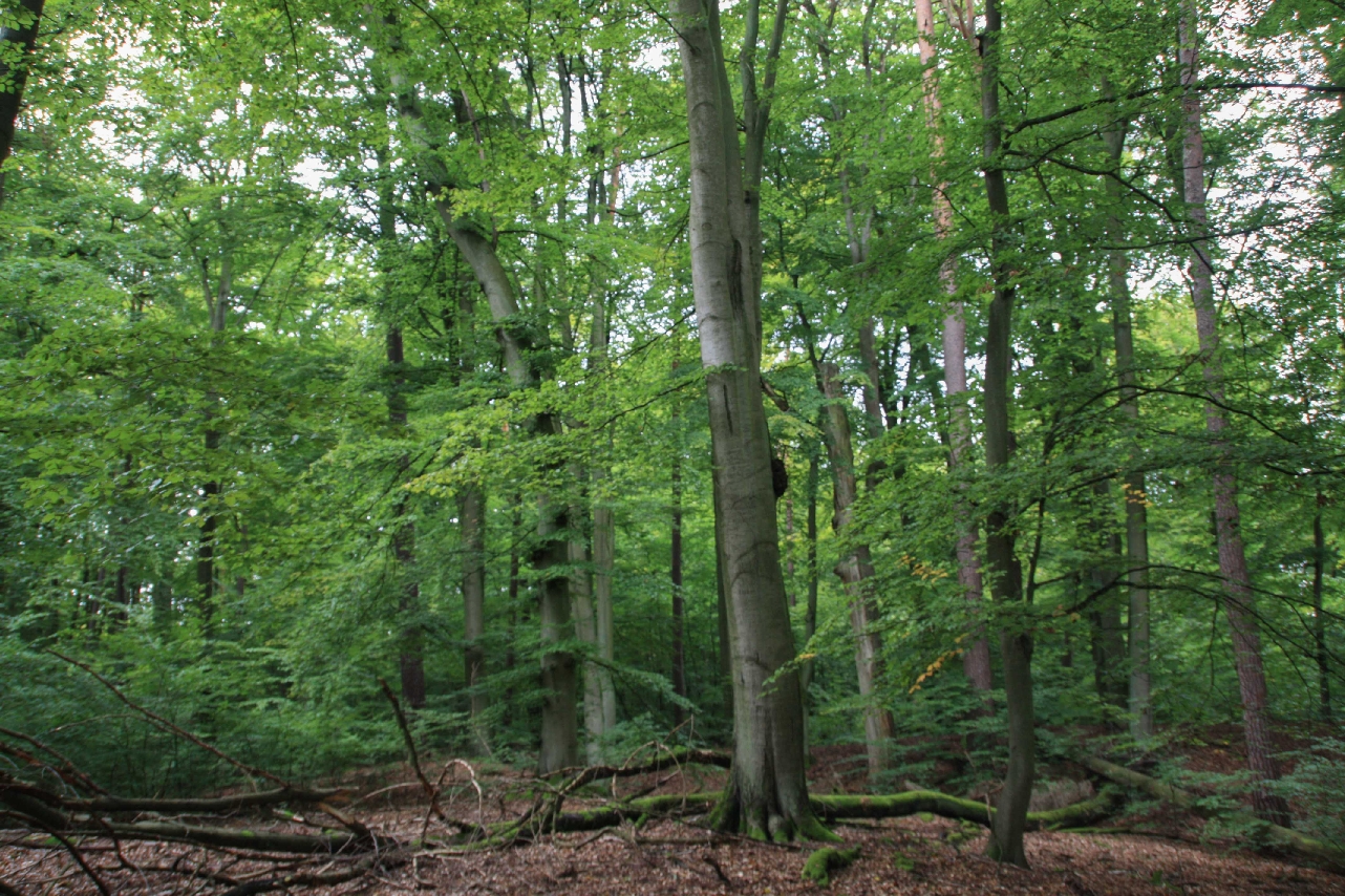 Müritz Nationalpark
