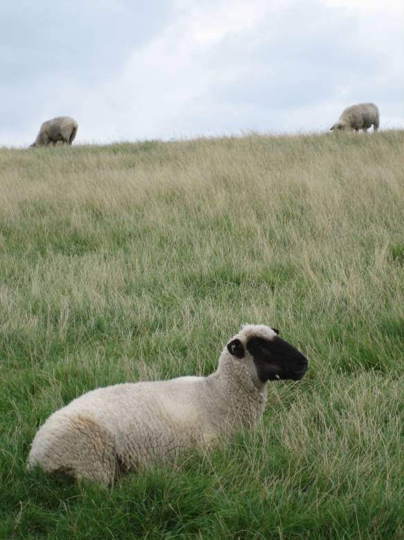 Ostfriesland 2008