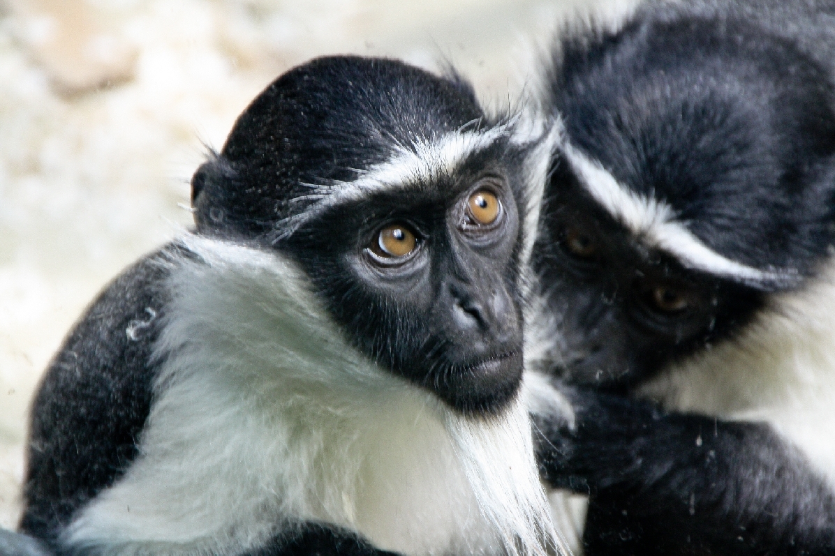 Zoo Heidelberg