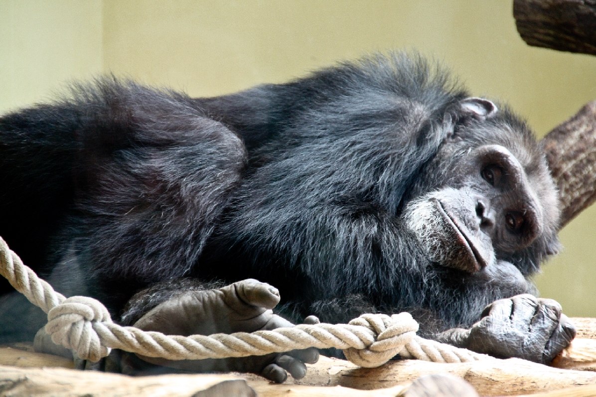 Zoo Heidelberg