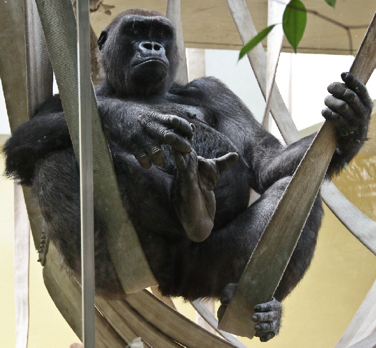 Zoo Heidelberg