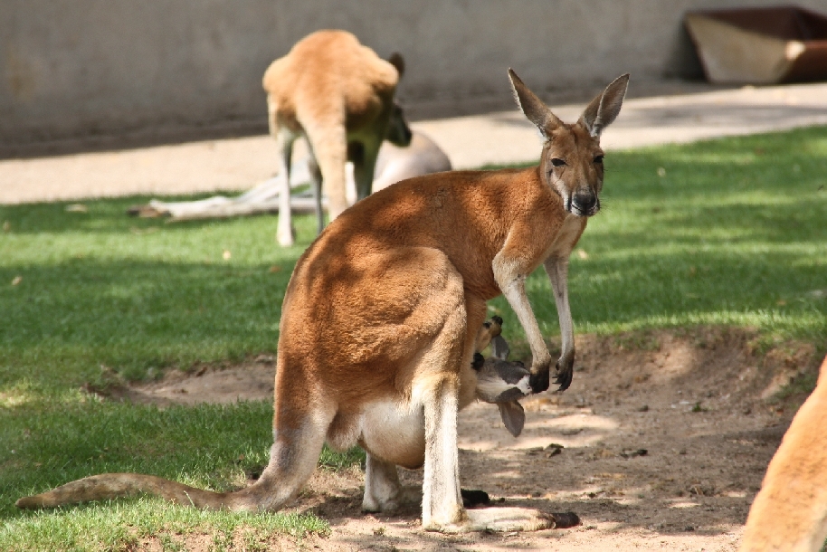 Zoo Heidelberg