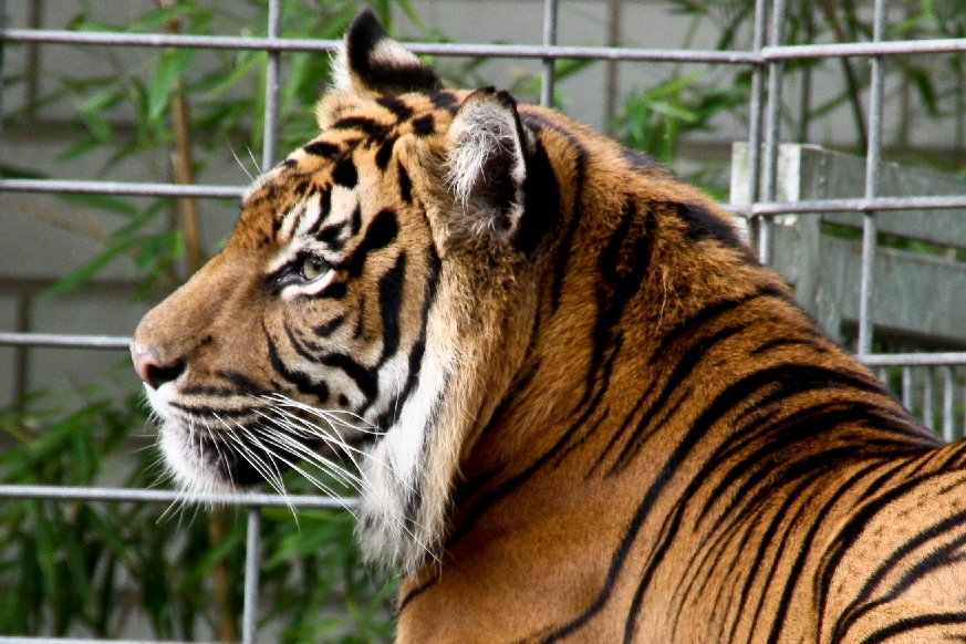 Zoo Heidelberg