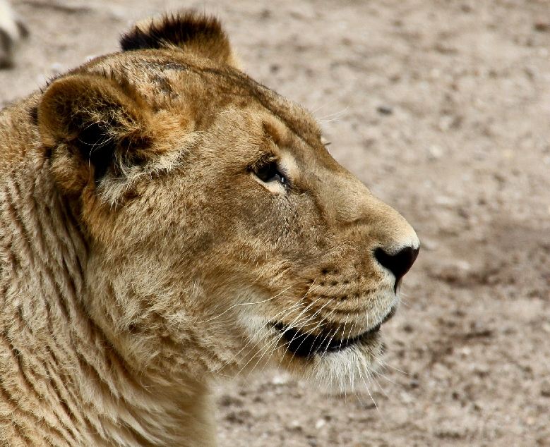 Zoo Heidelberg