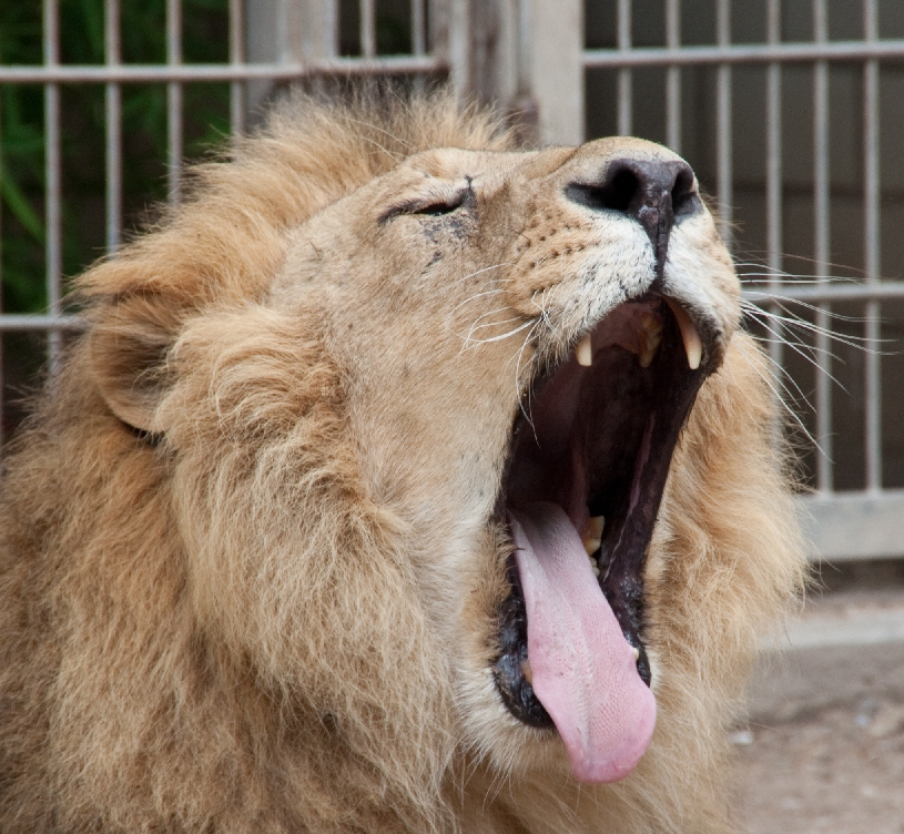 Zoo Heidelberg