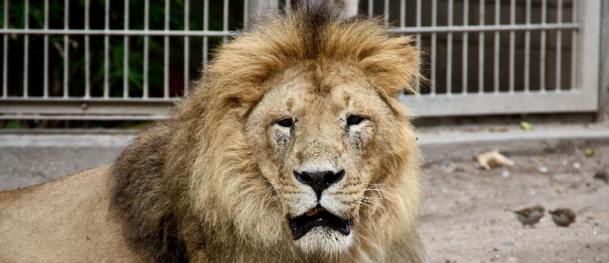 Zoo Heidelberg