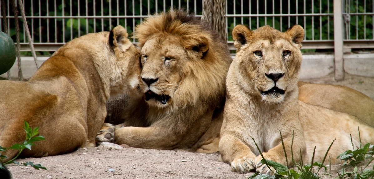 Zoo Heidelberg