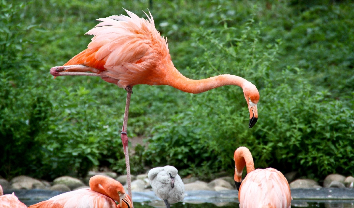 Zoo Heidelberg