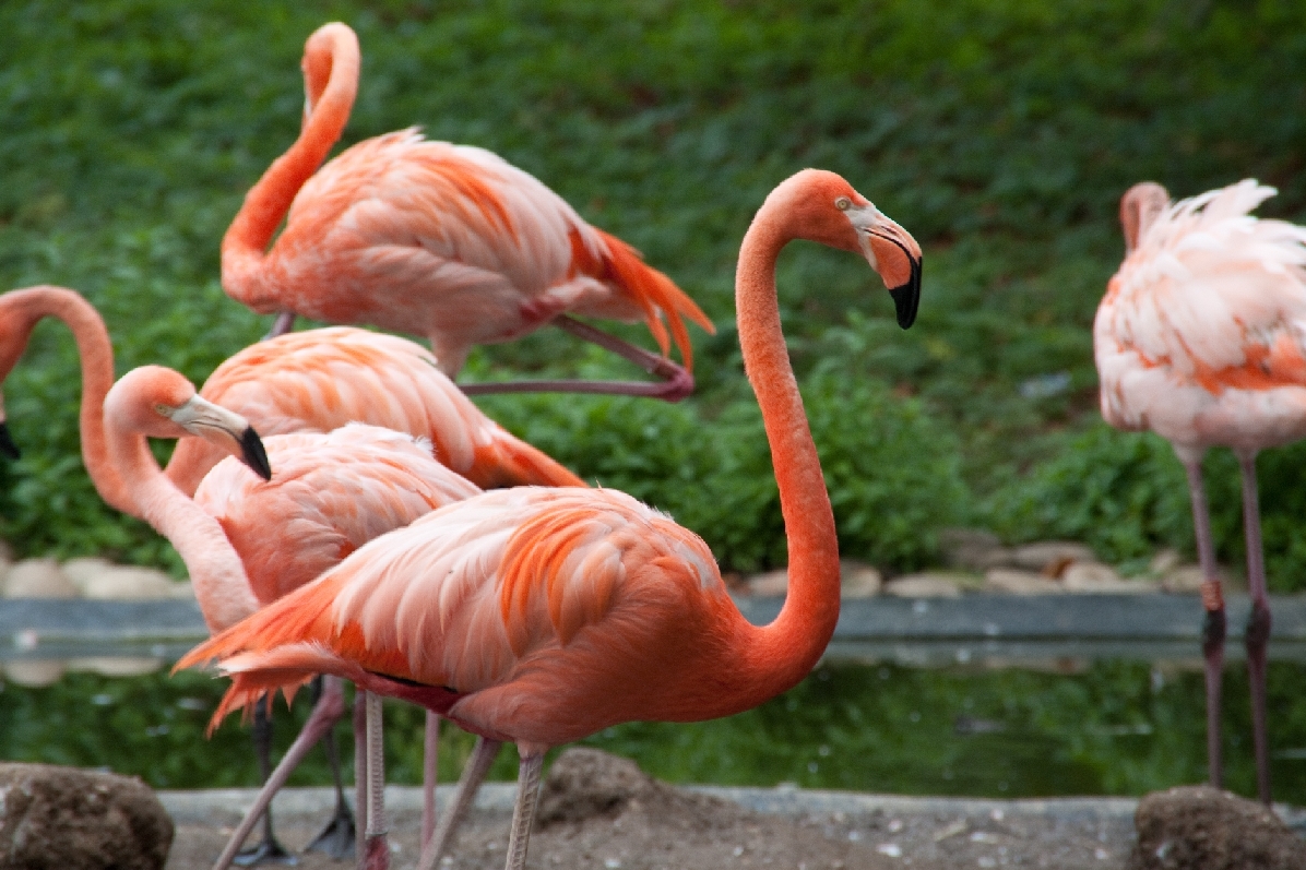 Zoo Heidelberg