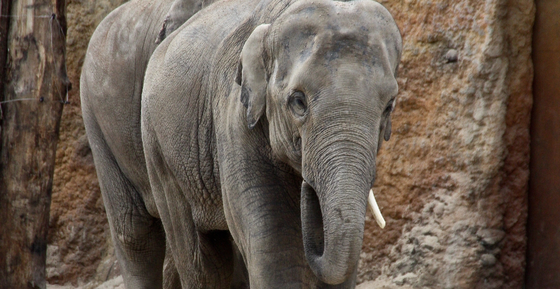 Zoo Heidelberg