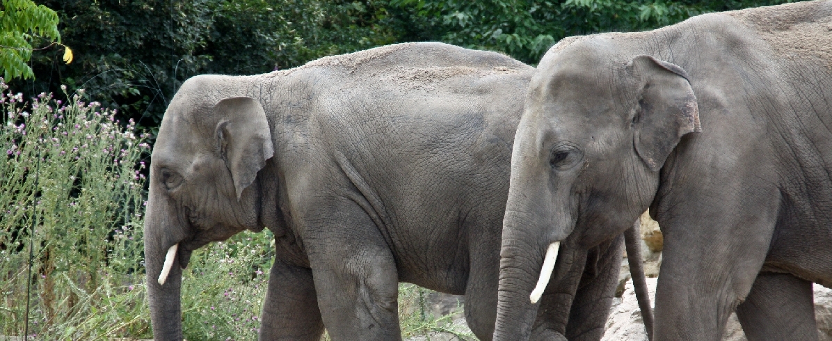 Zoo Heidelberg