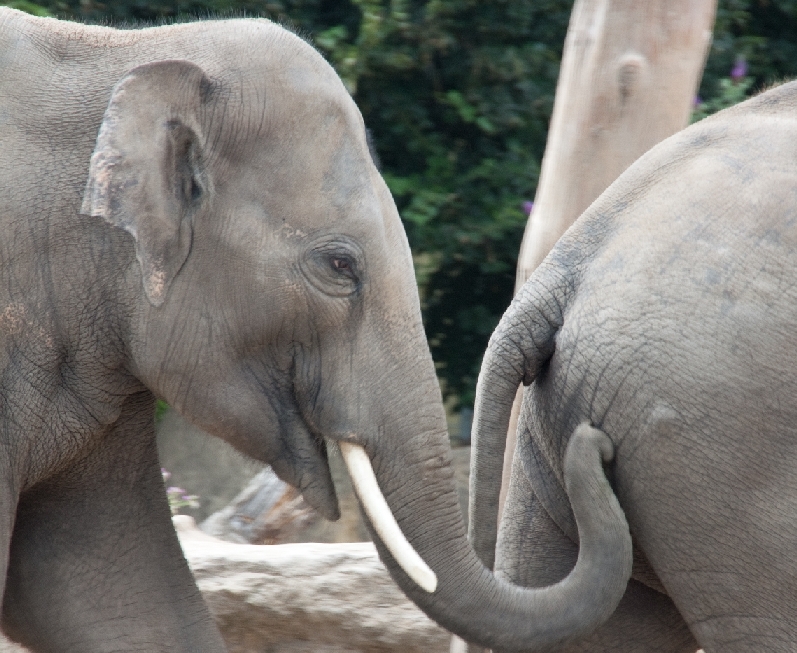 Zoo Heidelberg