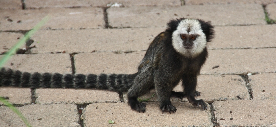 Zoo Heidelberg