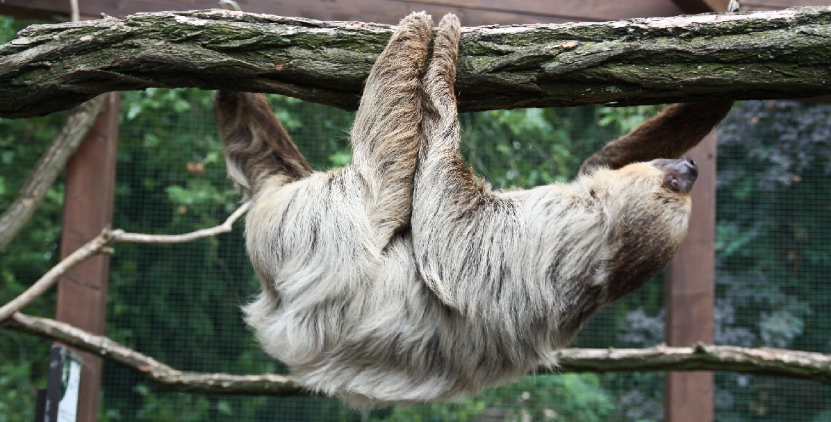 Zoo Heidelberg