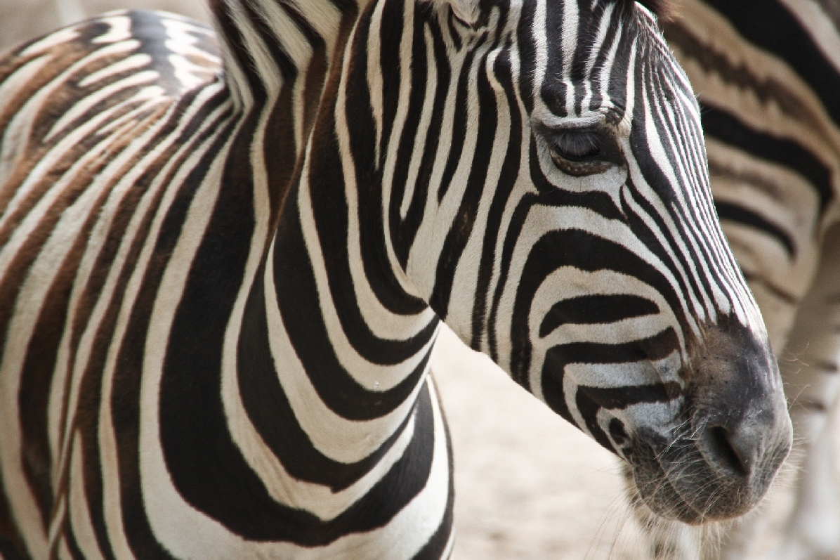 Zoo Heidelberg