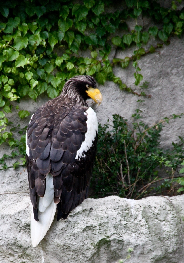 Zoo Heidelberg